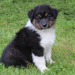 Weston - Black tri-color male Australian Shepherd puppy in Kansas, Oklahoma from Windy G Farm
