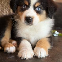 Apollo-has tail-many videos - Black tri-color male Australian Shepherd puppy in Troy, South Carolina from Australian Shepherds of 3/W Farms