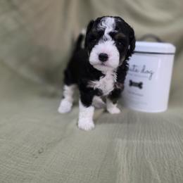 Bernedoodle Puppies from Mt. Rainier Doodle Dogs