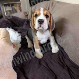 Orange - Black tan and white male Beagle puppy in Vallejo, California from Tailwindfarm