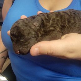 Fauna - Brown Poodle puppy in Abbeville, Louisiana from Regatta Kennels