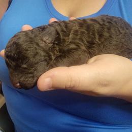 Fauna - Brown Poodle puppy in Abbeville, Louisiana from Regatta Kennels