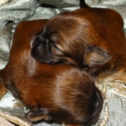 Girl 1 - Lhasa Apso puppy from GyanGanj Lhasa Apso