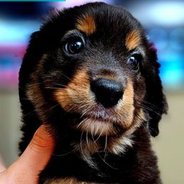 Teresa - Black tri female Miniature Australian Shepherd puppy in Punta Gorda, Florida from Christie's Creekside Aussies