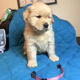 Girl 1-Pink - Golden female Golden Retriever puppy in North Pole, Alaska from Mulberry Retrievers