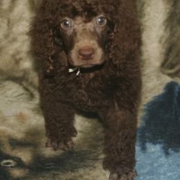 Carrie ( Tan Collar) - Brown female Poodle puppy in Eastpointe, Michigan from Taste Of Flavor LLC