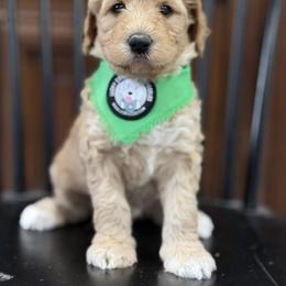 Mr. Green - Apricot male Australian Labradoodle puppy in Wake Forest, North Carolina from Lucky Country Labradoodles