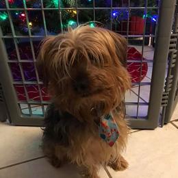 Bogie - Yorkshire Terrier