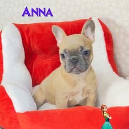 Anna - Blue fawn female French Bulldog puppy in Spokane, Washington from 47 North Frenchies, LLC