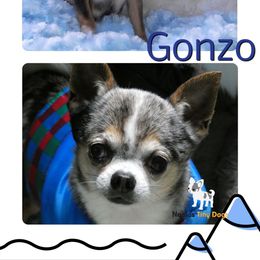 Ganzo - Chihuahua
