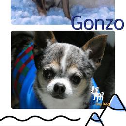 Ganzo - Chihuahua