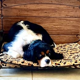 Storm - Cavalier King Charles Spaniel