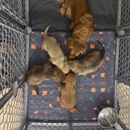 Ee Cream Female - Cream female Dachshund puppy in Cutler Bay, Florida from Dadecounty’s Dachshunds