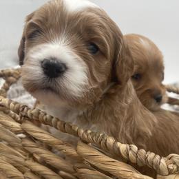 Goldendoodle Puppies from Graystone Doodles