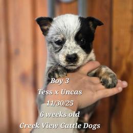 Boy 3 - Blue mottled male Australian Cattle Dog puppy in Monroe, North Carolina from Creek View Cattle Dogs