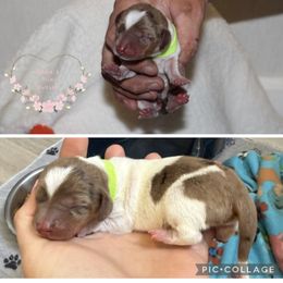 Lime green girl - Chocolate and tan female Dachshund puppy in Pope, Mississippi from Anna’s Mini Doxies