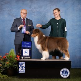 Herbie - Australian Shepherd