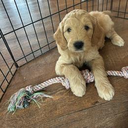 Bailey - Cream male Goldendoodle puppy in Winchester, Virginia from Morningstar Goldendoodles