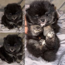 Pomeranian Puppies from Couture Pomeranians