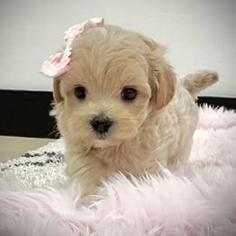 Charlotte - Apricot female Maltipoo puppy in Spring, Texas from GlamPaw Maltipoos