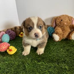 Bolt - Sable male Pembroke Welsh Corgi puppy in Millsap, Texas from Punchy Pembroke Ranch