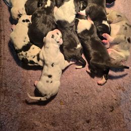 Harlequin Female - Harlequin female Great Dane puppy in Golconda, Illinois from Breken Great Danes