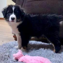 Gunner - Black tri-color male Australian Shepherd puppy in Lynnville, Indiana from Moonlightaussies