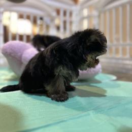 Tiny boy - Black and tan male Yorkshire Terrier puppy in Riverside, California from Playful Puppies