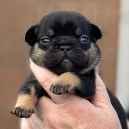 Bulldog and French Bulldog Puppies from MamaNette’s Beautibulls