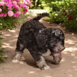 Aster - Red phantom male Aussiedoodle puppy in Lithia, Florida from Waterford Doodle Farm