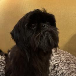 Benjamin Bear - Black male Shih Tzu puppy in Cartersville, Georgia from 100 Acre Woods Shih Tzu Plantation