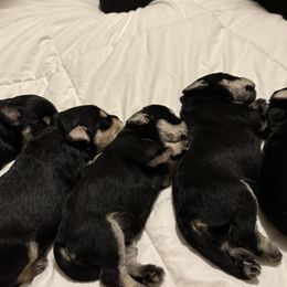 Miniature Schnauzer puppies from Ana's Black & Silver Schnauzers