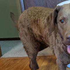 Chesapeake Bay Retrievers and Golden Retrievers from Lakes 'N Fields Retrievers