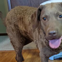 Chesapeake Bay Retrievers and Golden Retrievers from Lakes 'N Fields Retrievers
