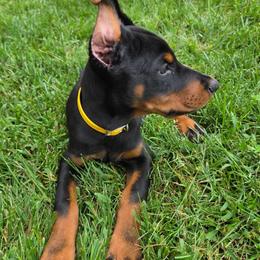Connie - Black and rust female Doberman Pinscher puppy in Bruce Township, Michigan from Eminent Dobermans