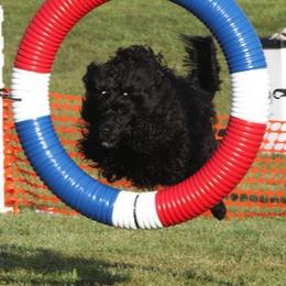 Portuguese Water Dogs from Whoosh Portuguese Water Dogs