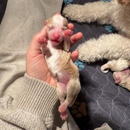Cappuccino - Apricot female Goldendoodle puppy in New Harmony, Indiana from Cottonwood Farms