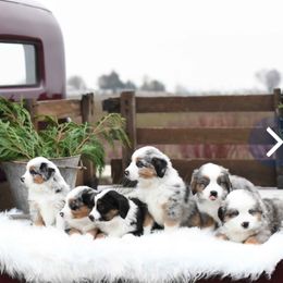 Miniature American Shepherd puppies from ROCK CREEK
