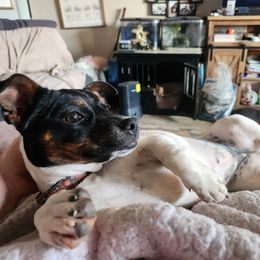 Parson Russell Terrier Puppies from Jumping Jack's Russell Terriers
