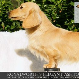 Ashton - Dachshund