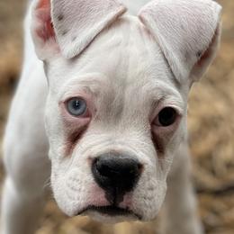Luke - White Boxer puppy in Waynetown, Indiana from Rowe’s Royal Boxers
