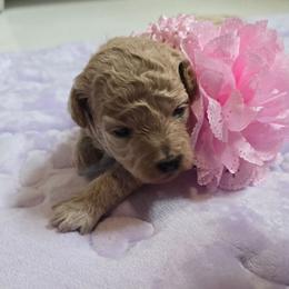 Sophie - Cream female Maltipoo puppy in Nokomis, Florida from Sunset Farm Florida