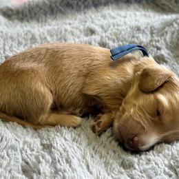 Dachshund Puppies from Seaside Doxies