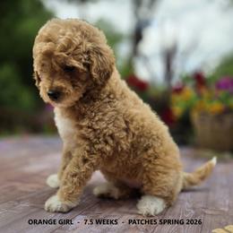 Orange Girl - Apricot female Goldendoodle puppy in Coppell, Texas from Bethel Stream Goldendoodles