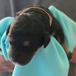 "Phantom boy" Bernedoodle Puppies from Sanchez Bernedoodle Puppies