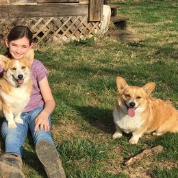 Karakachans and Pembroke Welsh Corgis from Rock Solid Ranch