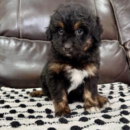 Daphne - Black phantom female Aussiedoodle puppy in Heber City, Utah from Junipersdoodles