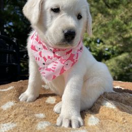 Queen - Yellow Labrador Retriever puppy in Harrison, Arkansas from Brandywine Labradors