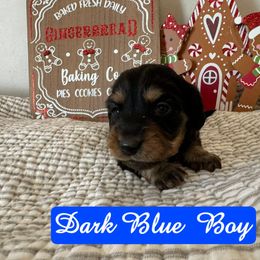Blue - Black and tan male Dachshund puppy in Snow Camp, North Carolina from V's Southern Angels