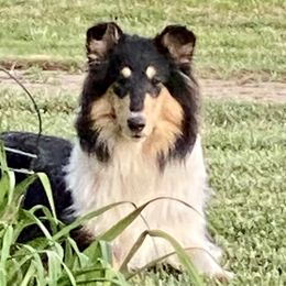 Collies and Pembroke Welsh Corgis from Terry Hansen's Collies & Corgis